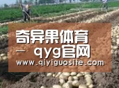种植基地七(图1)