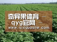 种植基地五