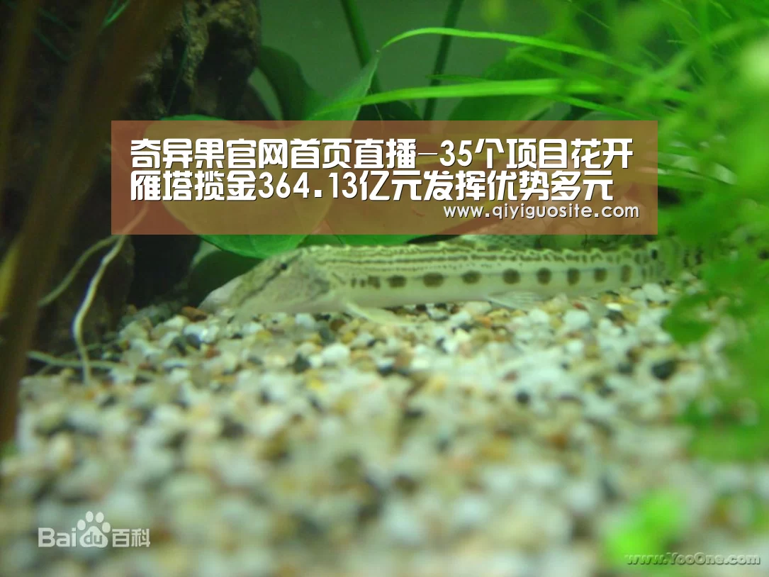 奇异果官网首页直播-35个项目花开雁塔揽金364.13亿元发挥优势多元招商(图1) 奇异果官网首页直播