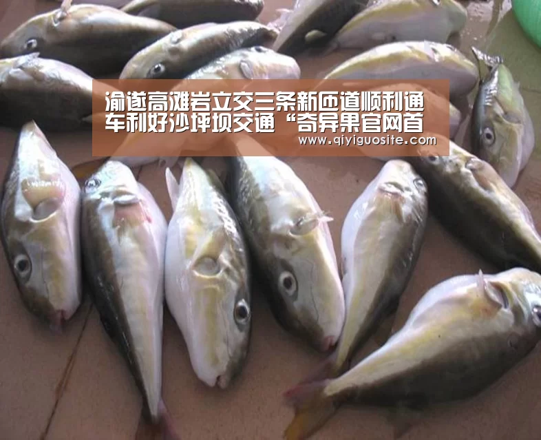 奇异果官网首页直播